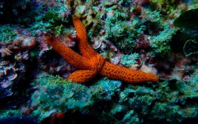 La Fundación BCN Port Innovation y Nactiva regeneran la biodiversidad marina del Port de Barcelona